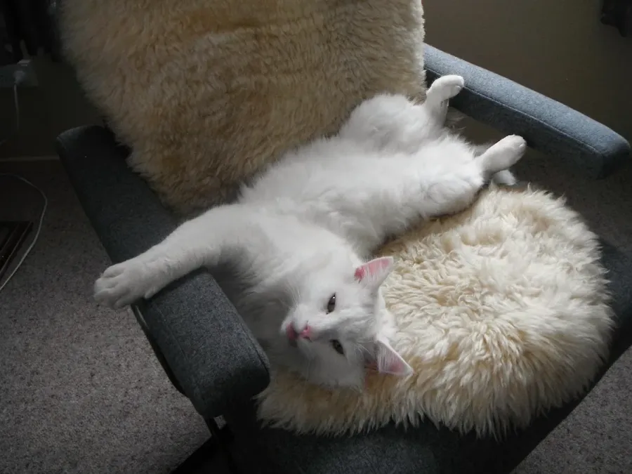 SPCA Timaru Centre