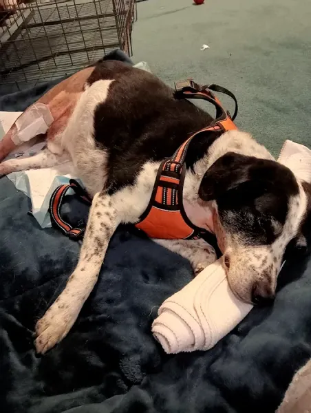 Animal Orthopaedics Christchurch