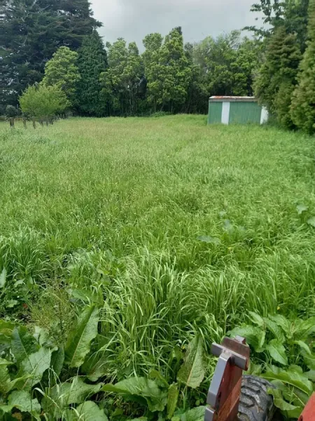 Jungles section rehab