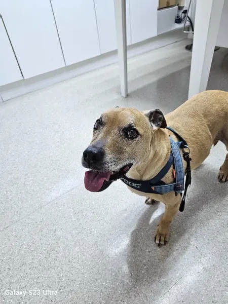 Avonside-Wainoni Veterinary Clinic