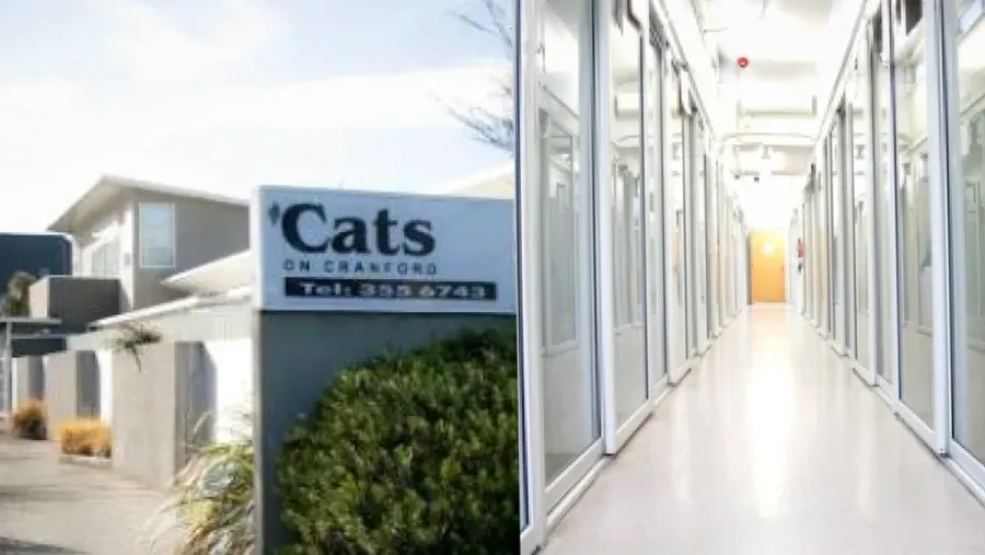 Ourvets Cats on Cranford