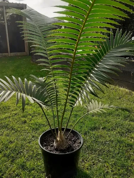 AdoptaPlant