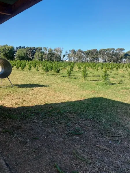 Cedar Lodge Nurseries