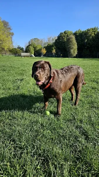 Alameda Kennels & Cattery