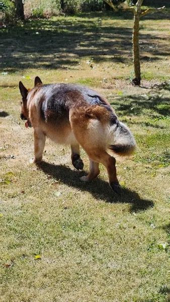Jim's Dog Wash North Canterbury