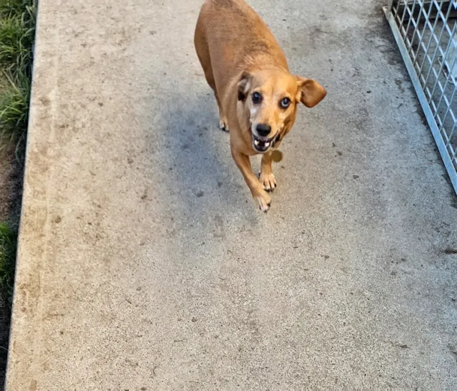 Clarkville Luxury Boarding Kennels