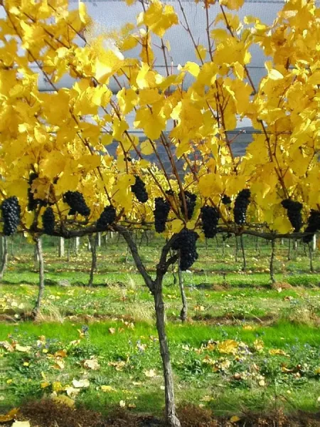Māori Point Vineyard