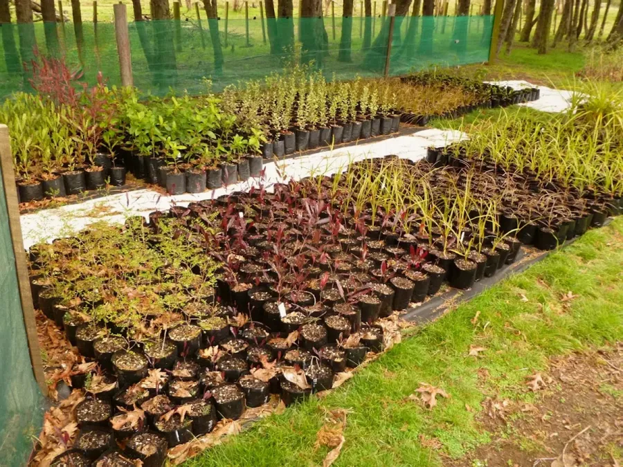 Roadside Native Plant Nursery