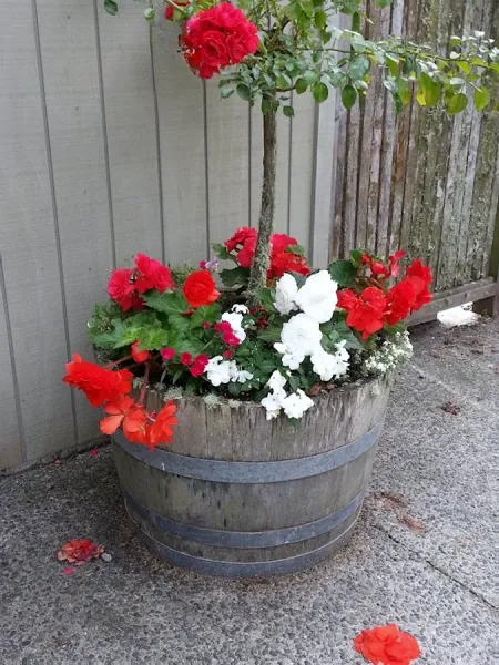 Annie's Gardens - Landscapers Kapiti Coast