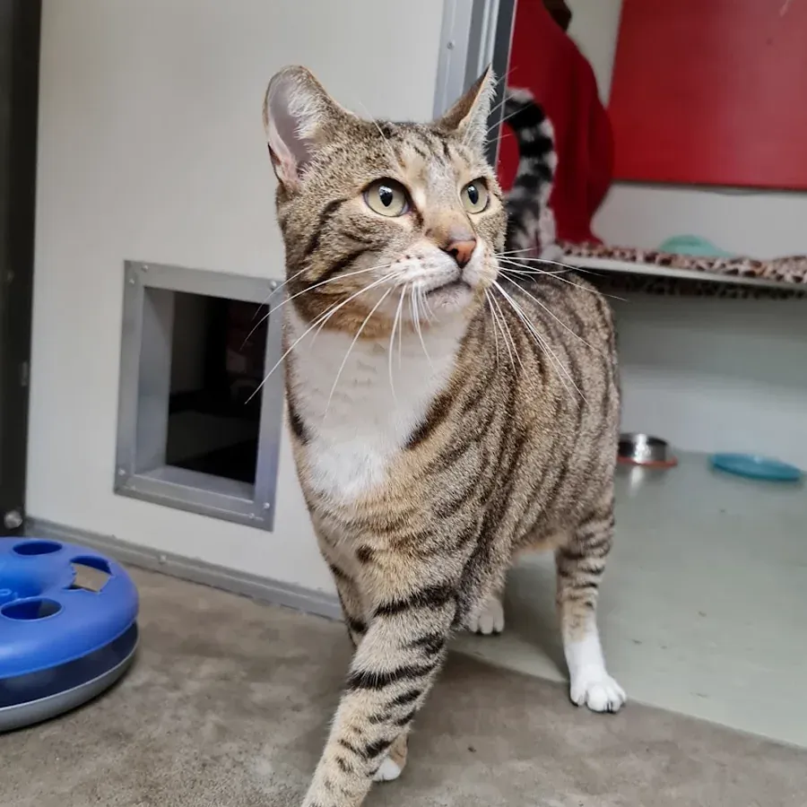 Riverside Cattery