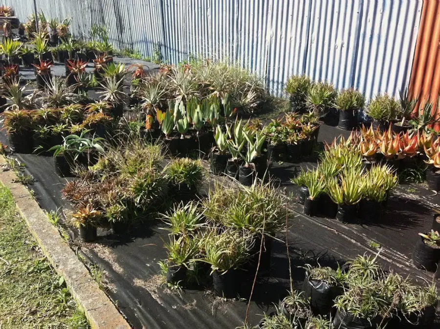 Succulents - Jenny's Patch