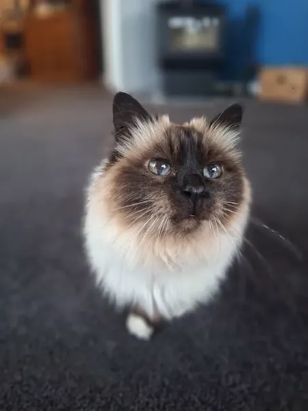 Dunedin Emergency Vet Clinic