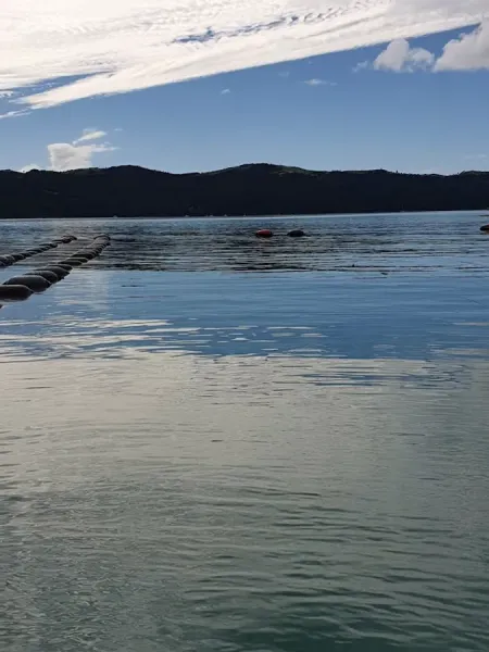Waiheke Mussel Farm