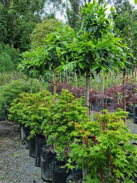 Leafland Nursery (Main Site)