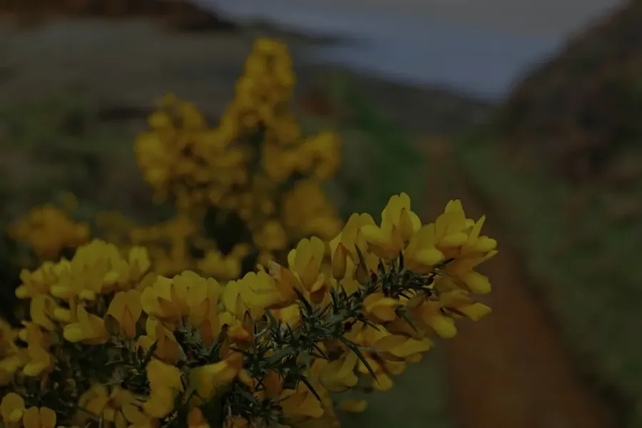 Gorse Tree and Garden Services