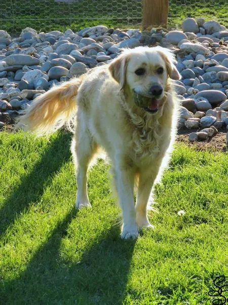 Ripponvale Pet Retreat