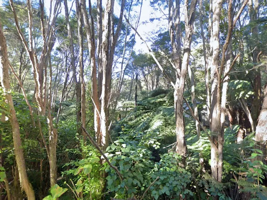 Haven Coromandel