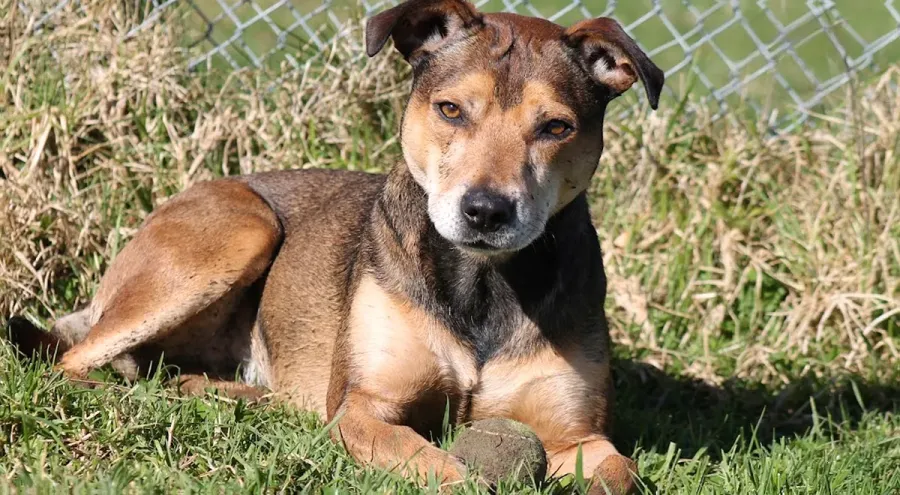 SPCA Dunedin Centre