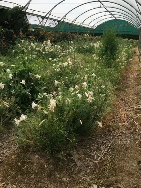 Delta Gardens