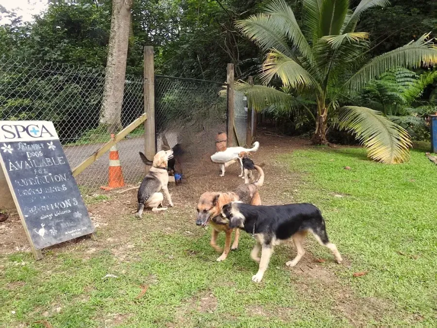 Cook Islands SPCA Animal Shelter