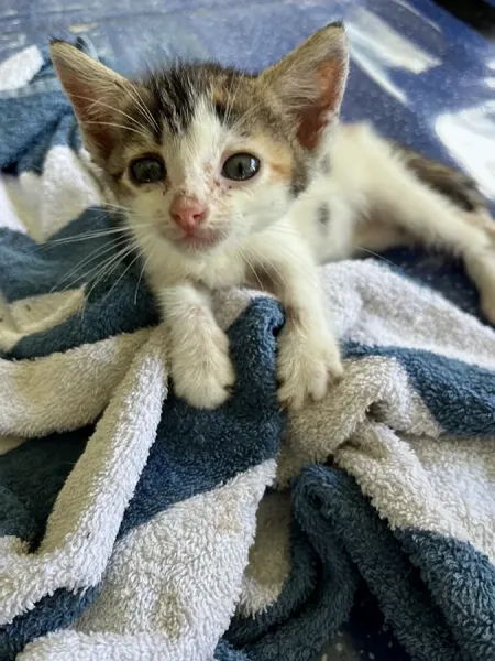 Paws n Claws Cat Sanctuary