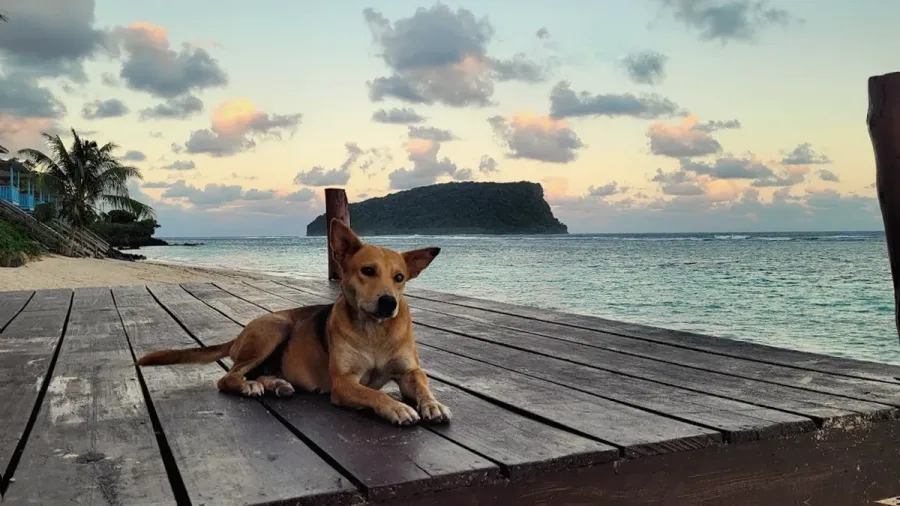 Animal Protection Society Samoa