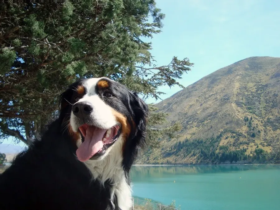 Canine Physio NZ