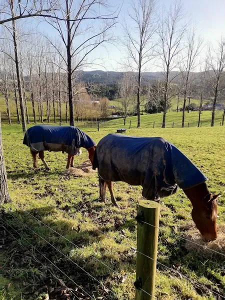 Piano Hill Vets Ltd