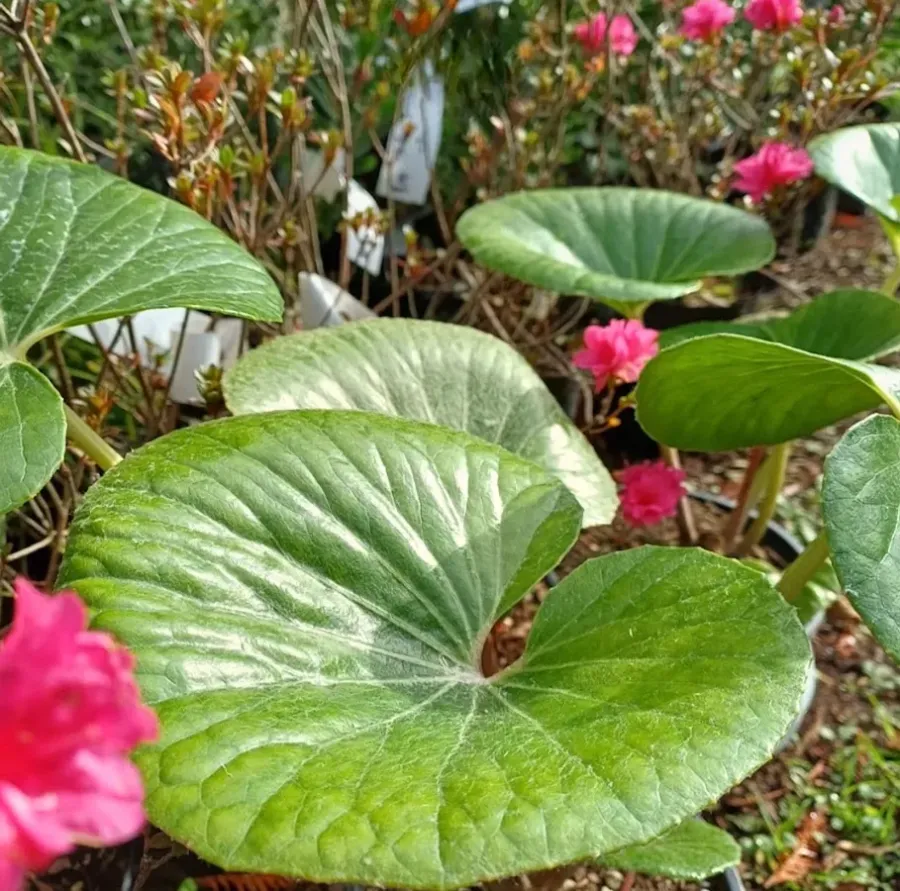 Little Island Home and Garden
