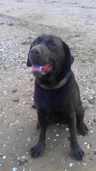 The Village Vet Paihia - Russell - Opua