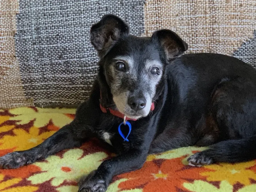 Cherished Pets Cremation Services