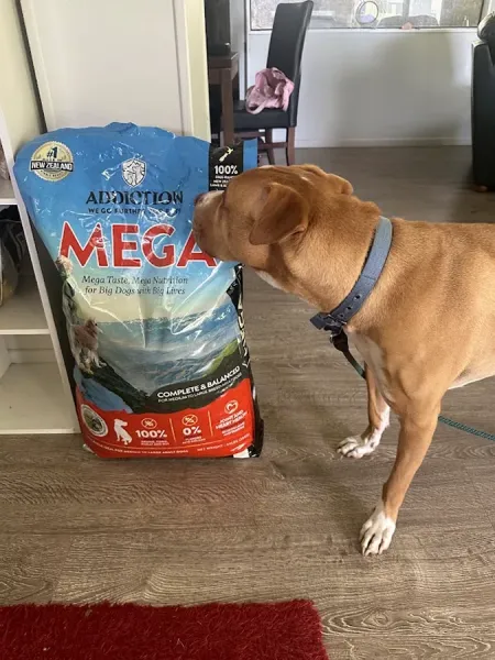 Doubtless Bay Pet Resort