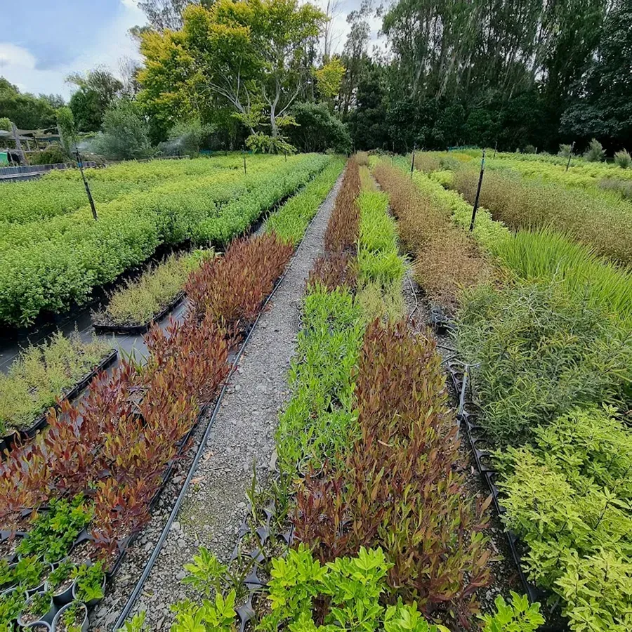 Tararua Native Plants