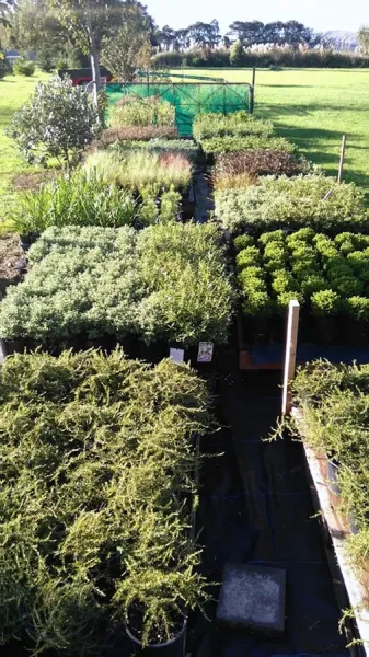 Kildrummie Nursery