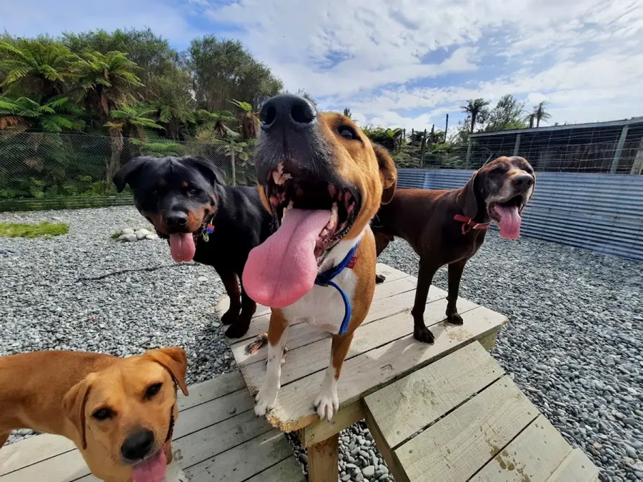 Stafford Kennels And Cattery