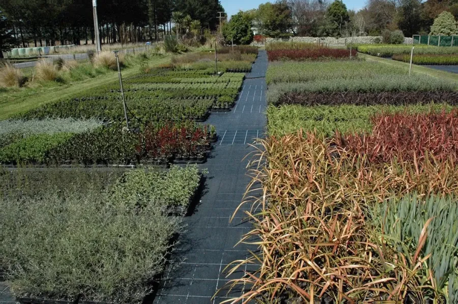 Norfolk Road Nursery Ltd