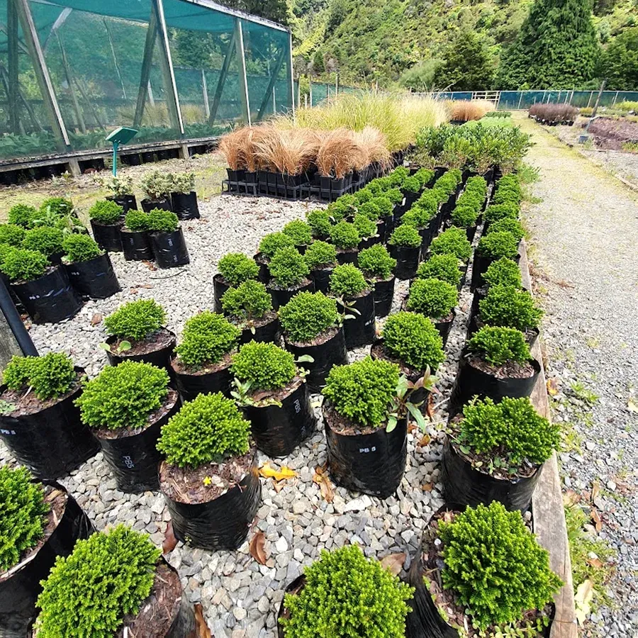 Moores Valley Nurseries