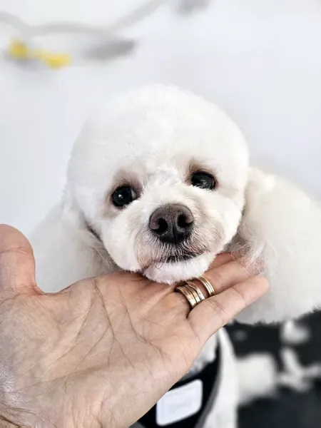 The One Pet Grooming Studio
