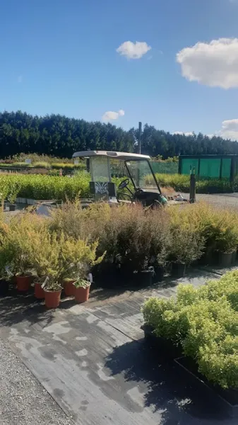 Farrell's Nurseries