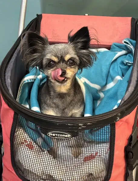 VetCare Veterinary Hospital
