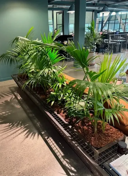 Ambius Indoor Plants Wellington