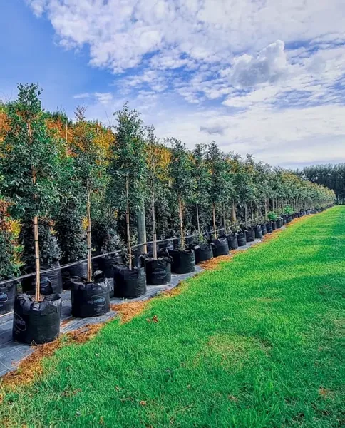 Black Bridge Big Tree Nurseries NZ