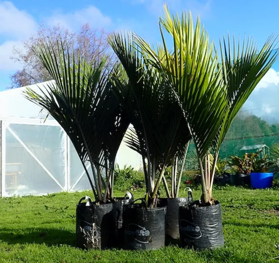 Matakana Palms