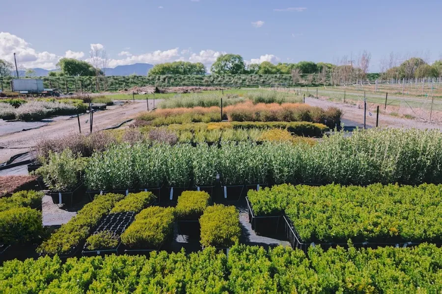 Morgans Road Nursery
