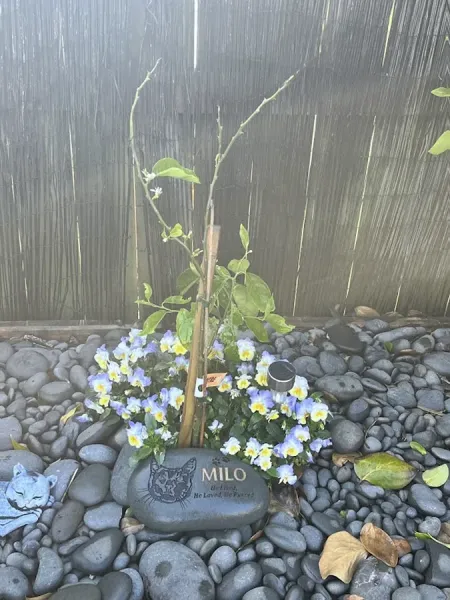 Hand Carved Rocks Ltd