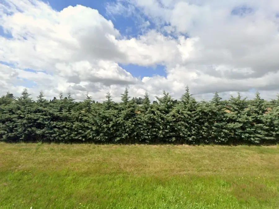 Eastern Trellis
