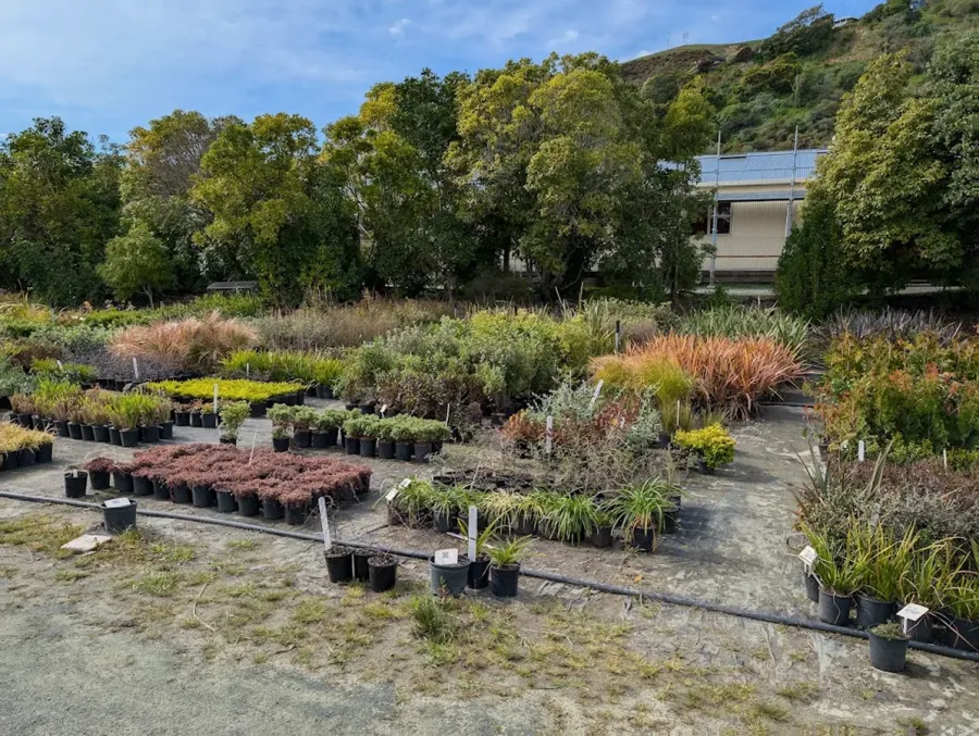 Kūmānu Nursery