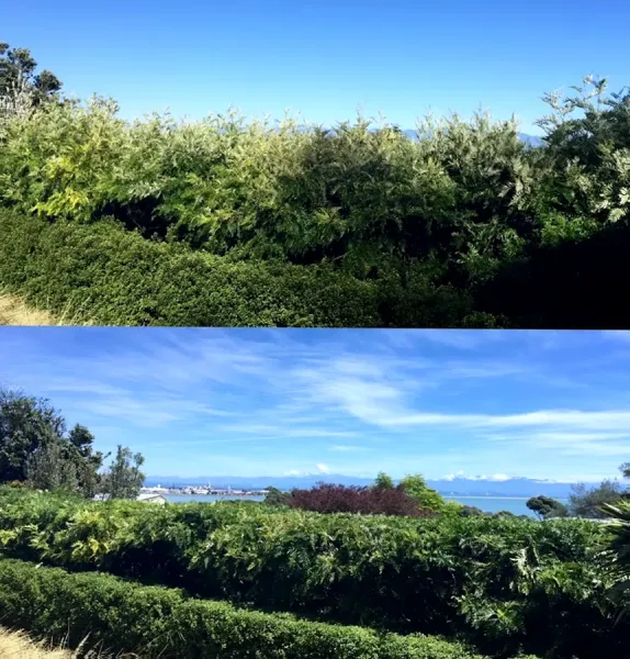 Dwyer & Bird Urban Tree Management Ltd