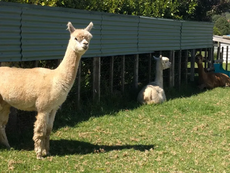The Little Farm Coromandel