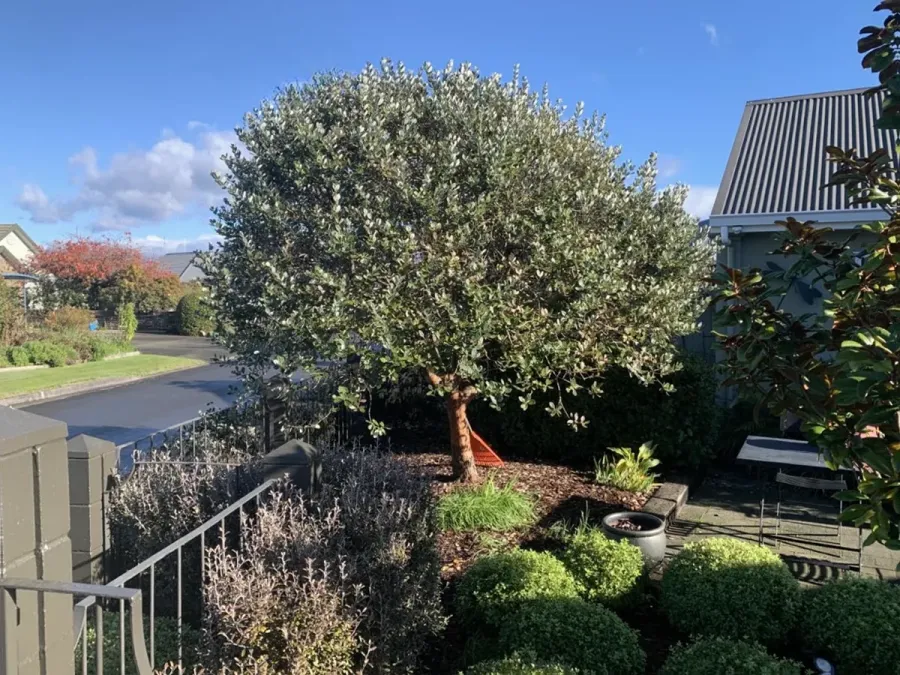 Tree Central